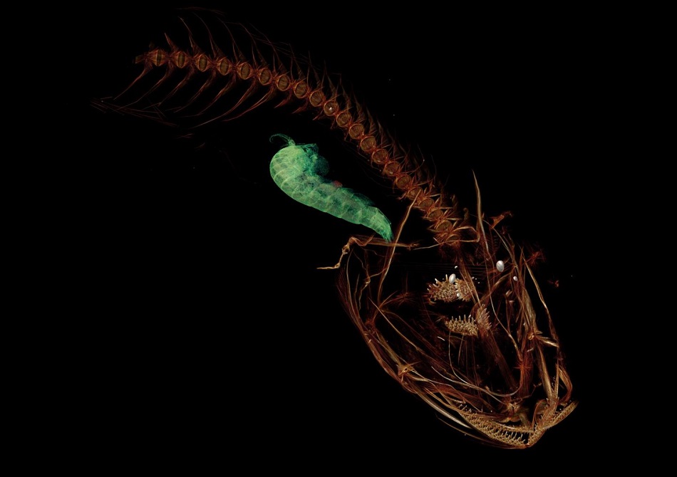 CT sken ryby Pseudoliparis swirei, malý korýš v žaludku je vybarven zeleně, obr. Adam Summers/University of Washington