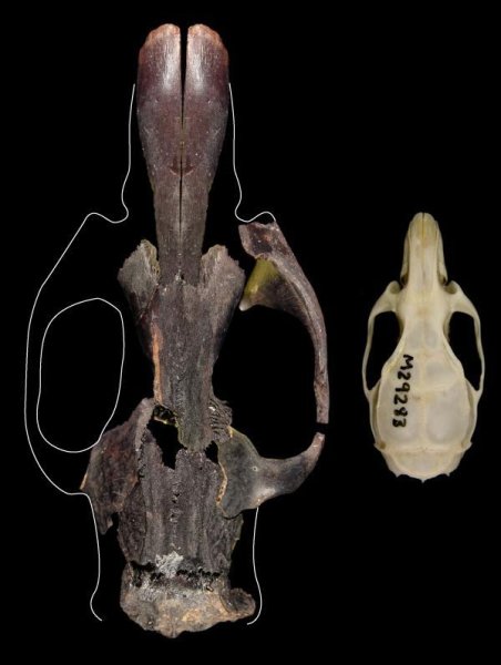 Vpravo lebka současné krysy obecné (Rattus rattus), vlevo části lebky její vyhynulé velké příbuzné (foto Ken Aplin, CSIRO)