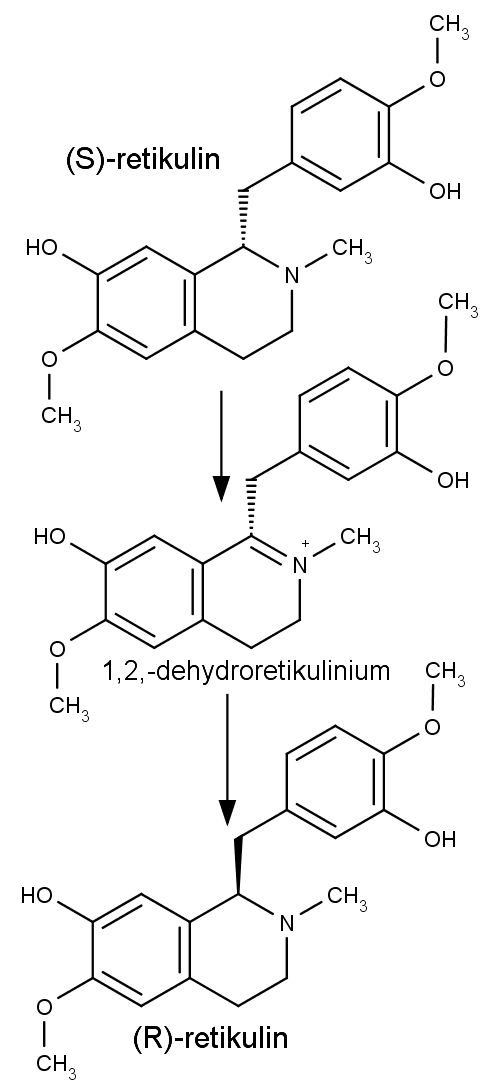 (S)-retikulin nahoře, 1,2-dehydroretikuinium uprostřed, (R)-retikulin dole