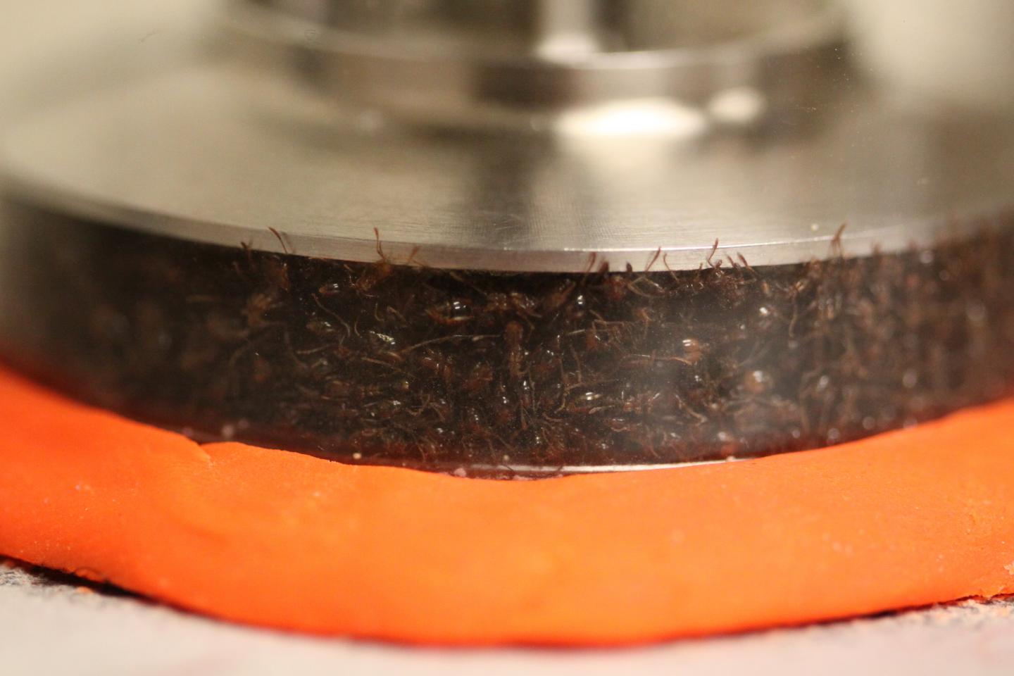 Mravenci v reometru, Georgia Tech