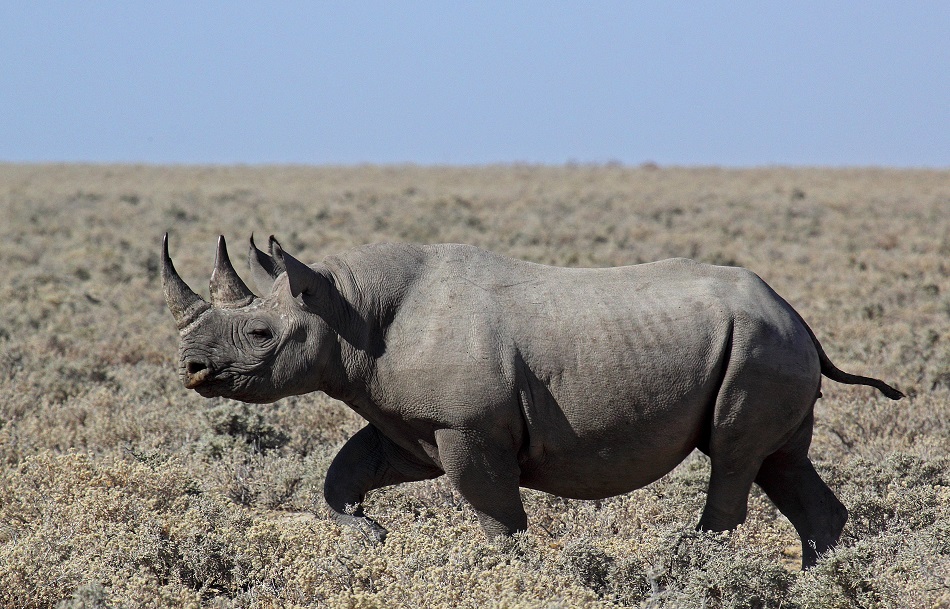 Nosorožec tuponosý jižní v namibijské pánvi Etosha v červnu 2016 na fotografii Václava Ourednika z Alpine Astrovillage.