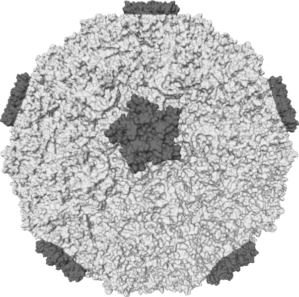 Kresba virionu rhinoviru 16 od Robina S., CC-BY-SA-3.0 nebo CC BY-SA 2.5-2.0-1.0, via Wikimedia Commons. Jde o malý virus, jeho průměr činí 30 nm. Tmavě šedé jsou bílkoviny, s jejichž pomocí se virus připojuje na napadenou buňku.