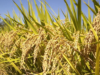 zralá rýže setá, foto IRRI Images,  Creative Commons Attribution 2.0 Generic licence