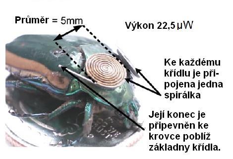 Piezoelektrické spirálky na robobroukovi Cotinis nitida z čeledi vrubounovitých (foto Aktakka a kol.)