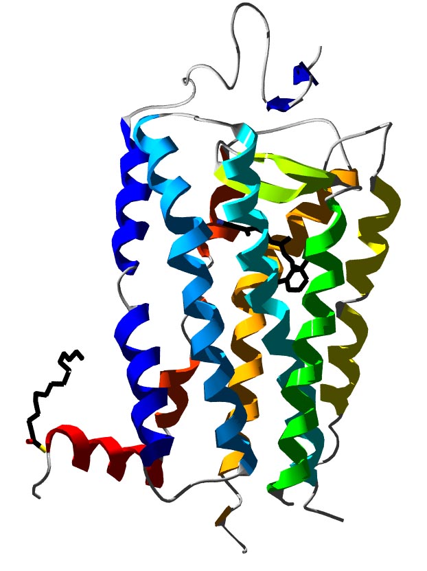 Vzhled molekuly bílkoviny rodopsinu, S. Jähnichen [Public domain].