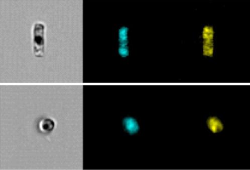 Zleva doprava: geneticky modifikované rozsivky, jejich fluorescence za přítomnosti ribózy a v její nepřítomnosti (foto Amnis Corp.).