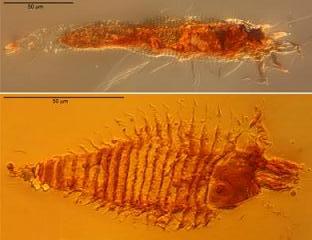  Roztoči Triasacarus fedelei (nahoře) a Ampezzoa triassica (dole). Jejich těla jsou dlouhá něco přes 0,1 mm. Foto: University of Göttingen/A. Schmidt