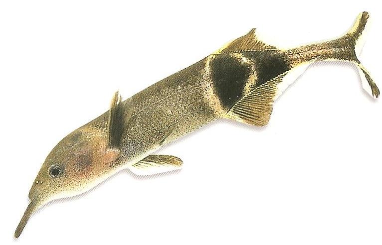 Rypoun Petersův (Gnathonemus petersii), billycorgan84, Public domain, via Wikimedia Commons.