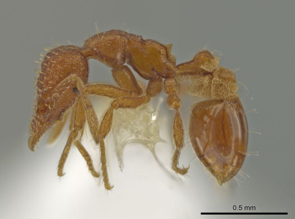 Dělnice mravence Strumigenys ananeotes, foto Jack Longino.
