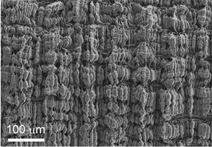 varhánky z uhlíkových nanotrubic na povrchu polymerního vlákna po relaxaci na původní délku (foto Alan G. MacDiarmid NanoTech Institute).