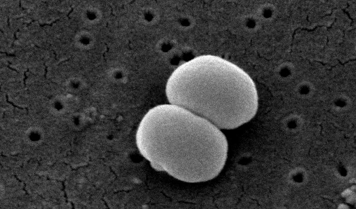 Dvojice běžných kožních bakterií Staphylococcus epidermidis na snímku rastrovacího elektronového mikroskopu, foto Janice CarrContent Providers(s): CDC/Segrid McAllister/Public domain.