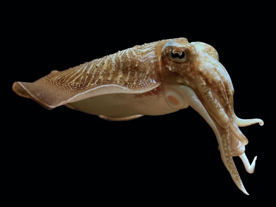 Sépie obecná (Sepia officinalis, angl. common cuttlefish), foto (c) Hans Hillewaert.