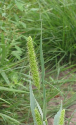Bér (Setaria) je rod trav (čeled lipnicovitých). Na obrázku vidíme bér zelený (Setaria viridis), Obr. Wikimedia Commons,  GNU Free Documentation License.
