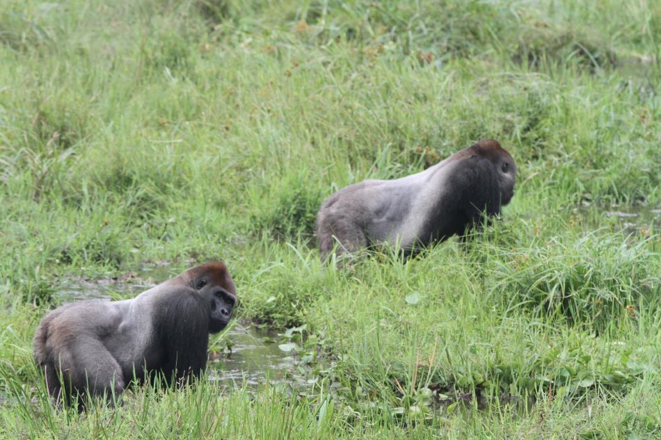 Dva gorilí alfasamci Dwayne a Sangha ze dvou různých tlup se v klidu popásají na pasece Mbeli Bai, foto Wildlife Conservation Society.