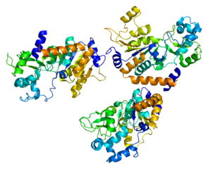 Struktura bílkoviny sirtuin, typ SIRT2, obr. Emw, Wikimedia Commons, GNU Free Documentation Licence.