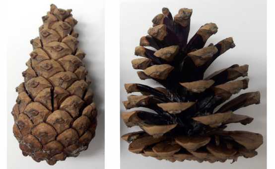 Vlevo šiška borovice za vlhka, vpravo za sucha (Chiara Vailati/ETH Zürich).
