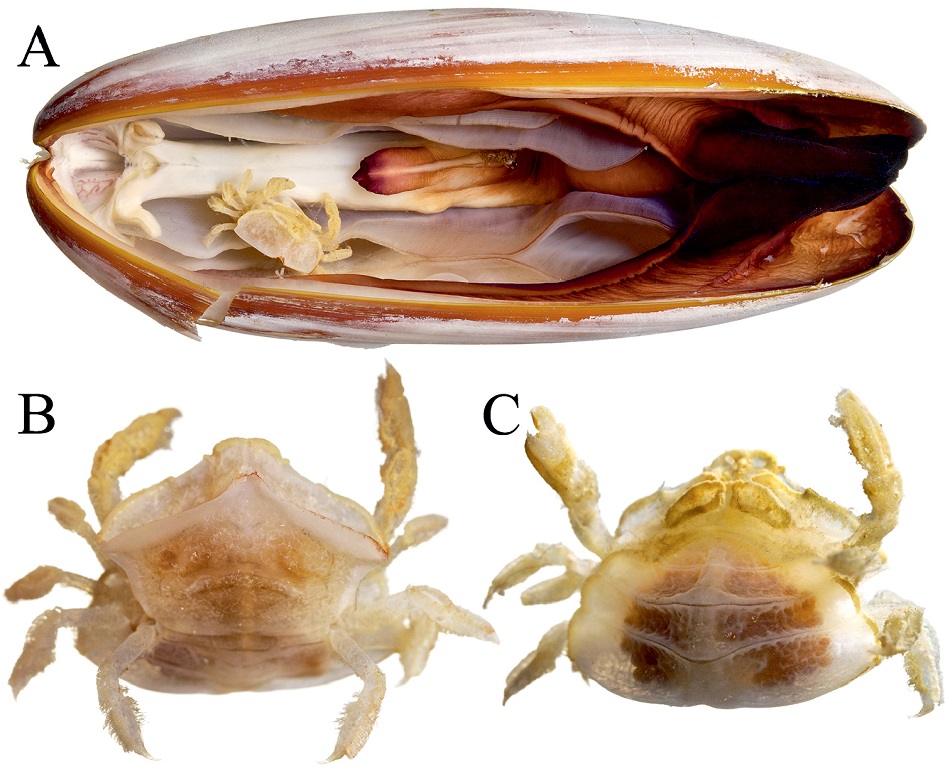 Význačným rysem nového druhu kraba je výrazný štítek na zadečku, (A) krab S. janus uvnitř mlže Leiosolenus obesus, (B) při pohledu seshora, (C) při pohledu zespodu. Foto  Zachariah Kobrinsky a David Liittschwager, (CC-BY 4.0).