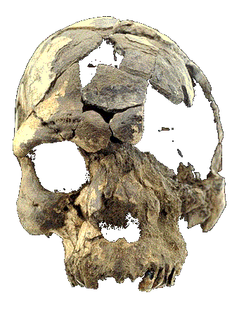 Lebka složená ze zlomků nalezených u vesnici Herto (foto David L. Brill)