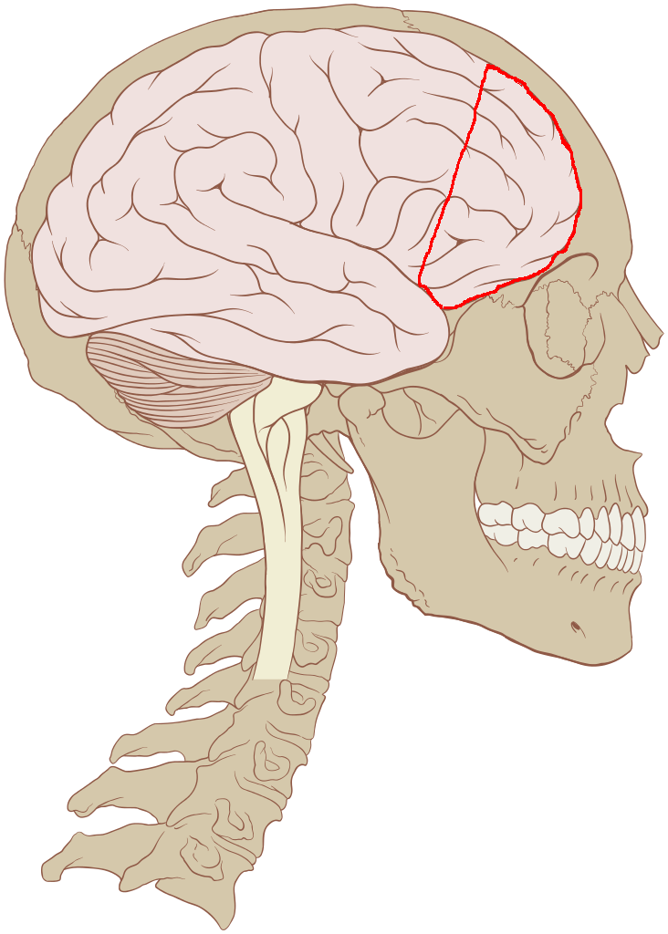 Umístění pravé části prefrontálního kortexu (Patrick J. Lynch, medical illustrator, CC BY 2.5 (http://creativecommons.org/licenses/by/2.5), via Wikimedia Commons).