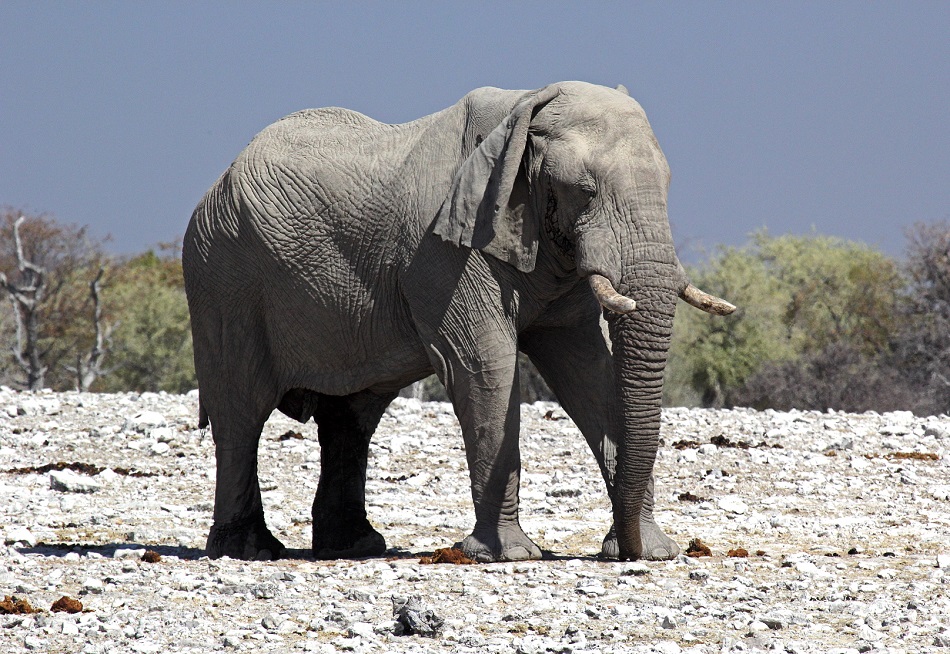 Slon africký poblíž Okaukuejo, pánev Etosha, Namibie (foto Vaclav Ourednik, Alpine Astrovillage).