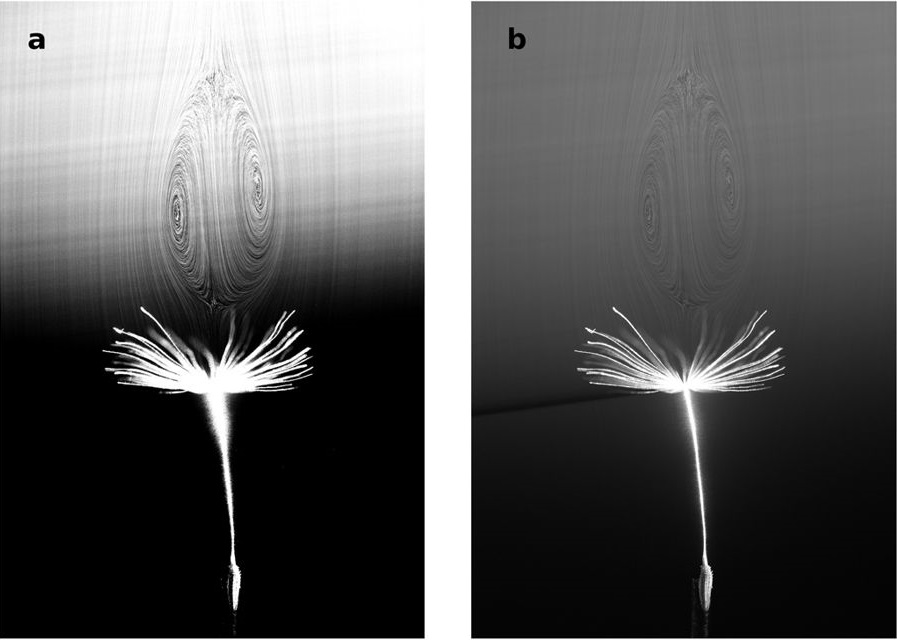 Laserová vizualizace vzdušného víru nad padáčkem smetanky, foto C.Cummins et al., A separated vortex ring underlies the flight of the dandelion, Nature, volume 562, pages 414–418 (2018).