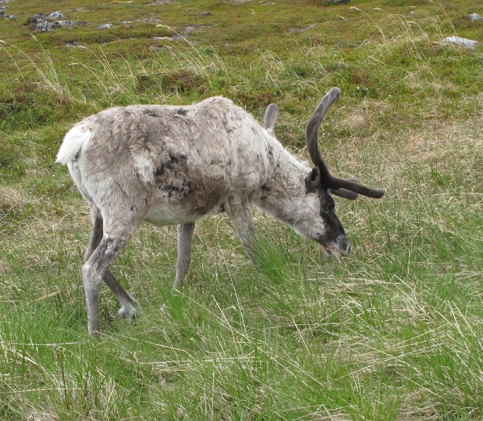 Sob polární (Rangifer tarandus).