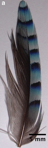 pestře zbarvené sojčí pírko (Parnell, A. J. et al. Spatially modulated structural colour in bird feathers. Sci. Rep.5, 18317; doi: 10.1038/srep18317 (2015).
