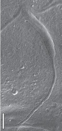 Snímek zkamenělé spermie pořízený elektronovým mikroskopem (foto Benjamin Bomfleur et al., Fossilized spermatozoa preserved in a 50-Myr-old annelid cocoon from Antarctica, Biology Letters, July 2015, Volume: 11 Issue: 7). Úsečka na snímku je 1 mikrometr dlouhá.