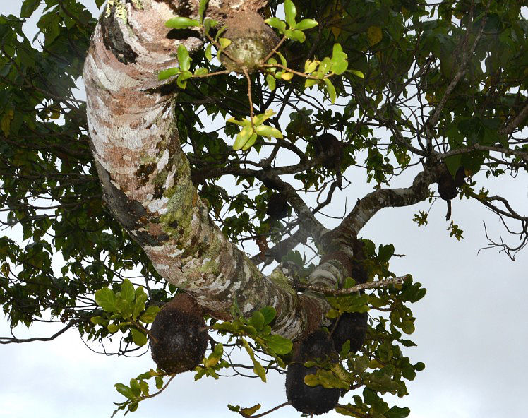 Mravenci obydlené vzrostlé Squamellarie na větvi stromu (foto Guillaume Chomicki).