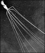 Tento snímek neznámého hlavonožce byl pořízen v Mexickém zálivu (foto Science)