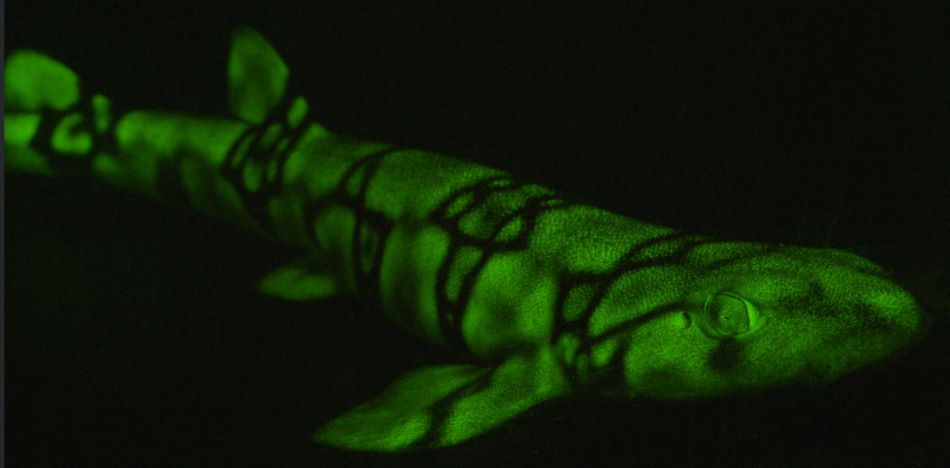 Máčka mramorovaná (Scyliorhinus_retifer, angl.chain catshark), další zeleně fluoreskující žralok, foto David Gruber/iScience.