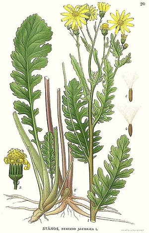 Starček přímětník (Senecio jacobaea), kresba Carl Axel Magnus Lindman v  Bilder ur Nordens Flora, Wikimedia Commons