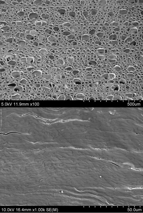 Na snímku elektronového mikroskopu vidíme  rozdíl mezi normální strukturou dřeva (nahoře) a dole po jeho zhutnění (foto University of Maryland).