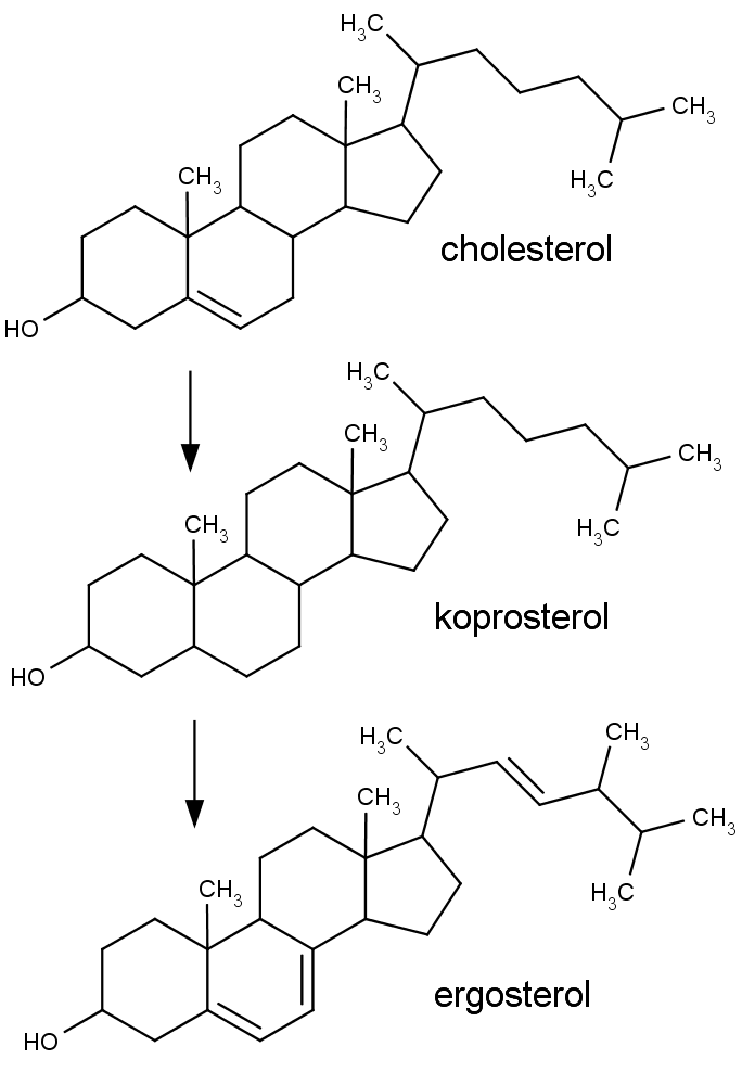 Zeshora dolů chemická struktura cholesterolu, koprostanolu a ergosterolu.