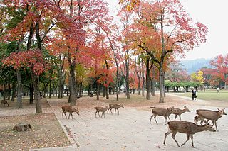 Stillingie lojonosná na podzim, foto Talko, Japonsko, Nara, 2006, Taiko public domain, English Wikipedia.