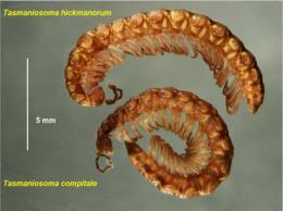 Tasmaniosoma hickmanorum (nahoře) a Tasmaniosoma compitale (dole) naložené v lihu. Foto Bob Mesibov.