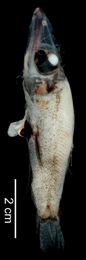 strašík natalský (Rhynchohyalus natalensis) ze sbírek Museum of Comparative Zoology, Harvard University.
