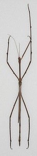sameček strašilky Phobaeticus chani, foto P.E. Bragg, licence Creative Commons Attribution 3.0, via Wikimedia Commons.