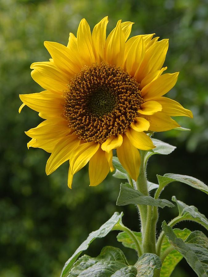 Květ slunečnice na fotografii Jona Sullivana (via Wikiemdia Commons).