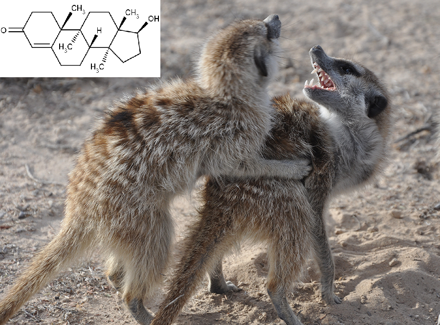 Rvoucí se samičky surikat fotografii Charliho Daviese z Duke University. Vlevo nahoře chemická struktura testosteronu.