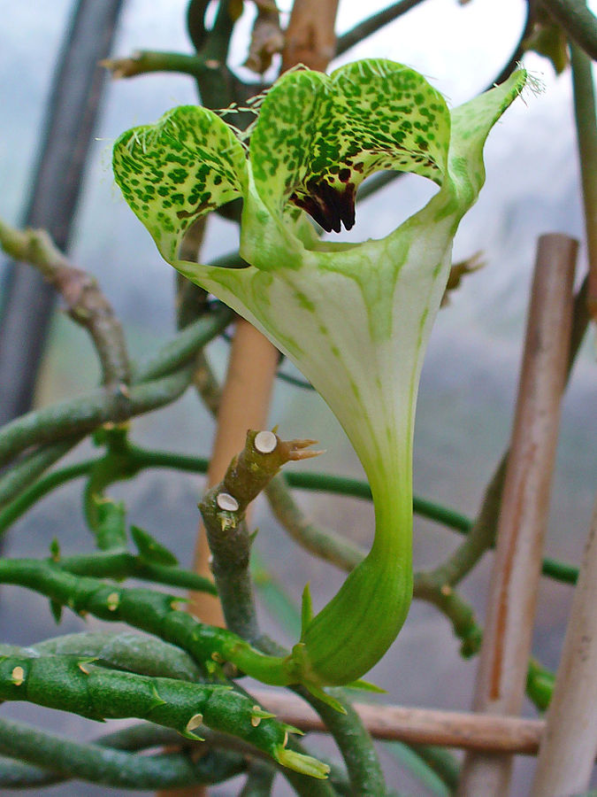 Kvetoucí svícník Sandersonův (Ceropegia sandersonii) na fotografii H.Zella via Wikimedia Commons.