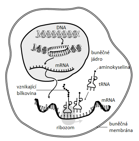 Schematické znázornění biosyntézy bílkovin v buňce, (Sverdrup at English Wikipedia, Public domain, GFDL (http://www.gnu.org/copyleft/fdl.html) or CC-BY-SA-3.0 (http://creativecommons.org/licenses/by-sa/3.0/)], via Wikimedia Commons) .