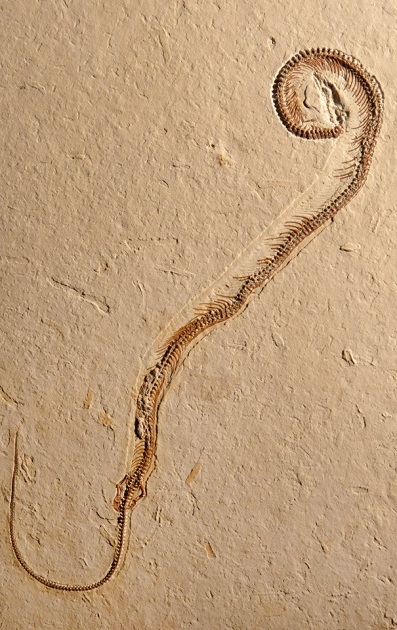90 milionů let stará fosilie čtyřnohého hada Tetrapodophis amplectus, foto Dave Martill/University of Portsmouth