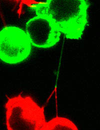 Propojené T-buňky (foto Imperial College London)