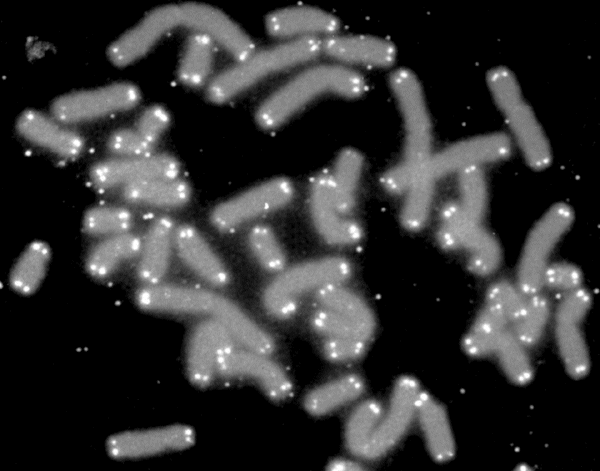 Mikroskopický snímek lidských telomer, což jsou dvě bílé tečky na obou koncích chromozomů (U.S. Department of Energy Human Genome Program, Public domain, via Wikimedia Commons).