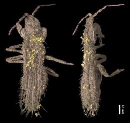 Samička Gymnospollisthrips minor se zachycený pylovými zrnky (zvýrazněna žlutě). Úsečka v pravé dolní části obrázku je 0,1 mm dlouhá. Foto ESRF.