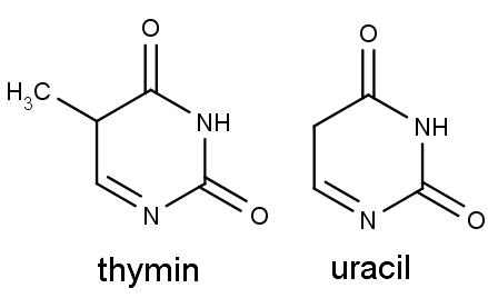 Porovnání struktury thyminu a uracilu