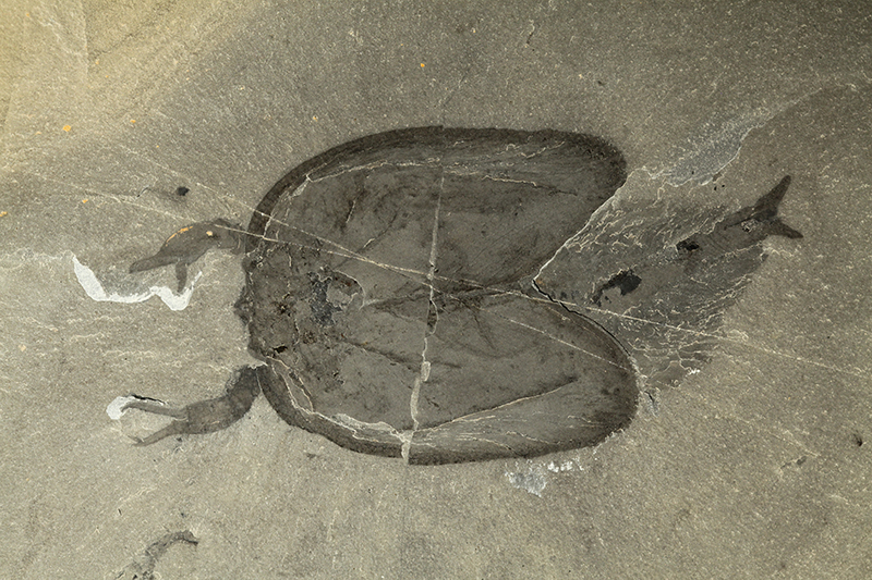 Dobře zachovaná zkamenělina kusadlovce Tokummia katalepsis nalezená roku 2014 v Marble Canyon v národním parku  Kootenay  v kanadské provincii Britská Kolumbie (Royal Ontario Museum, www.rom.on.ca ).