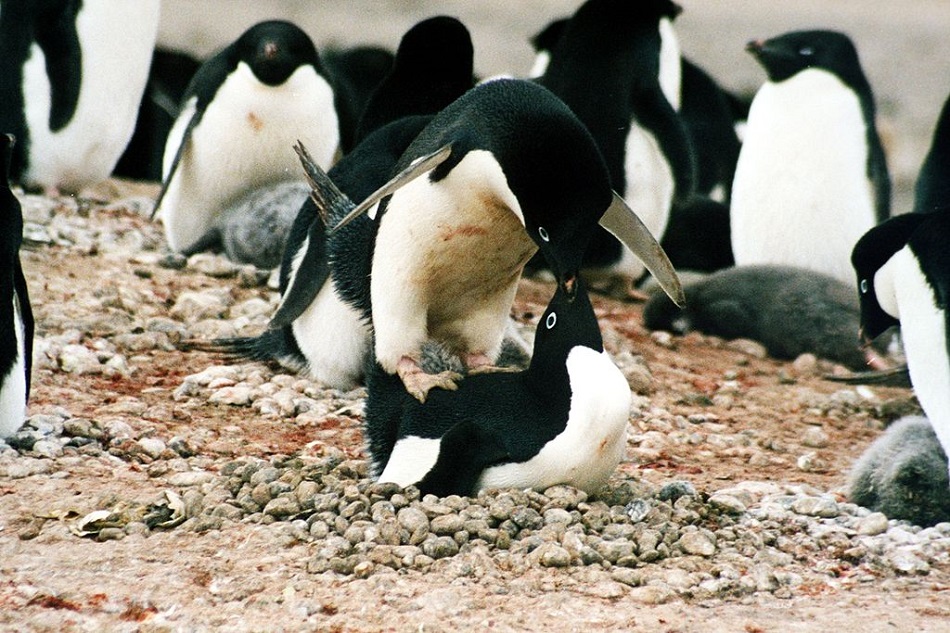 Tučňák kroužkový při kopulaci  (Mbz1, CC-BY-SA-3.0, http://creativecommons.org/licenses/by-sa/3.0/, via Wikimedia Com).