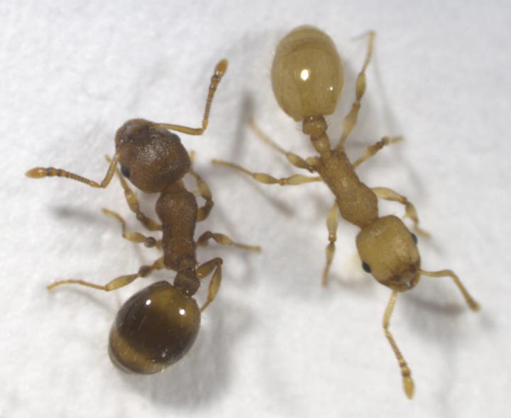 Vpravo infikovaný, vlevo zdravý mravenec Temnothorax nylanderi, foto Susanne Foitzik, Johannes Gutenberg-Universität Mainz.